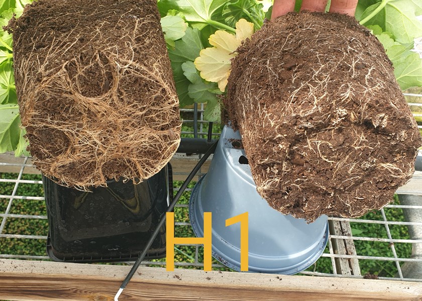 The black pot on the left in image 1 is the peat-free mix showing a thicker rooting system, the blue pot on the right is the peat mix showing a more fibrous rooting system.