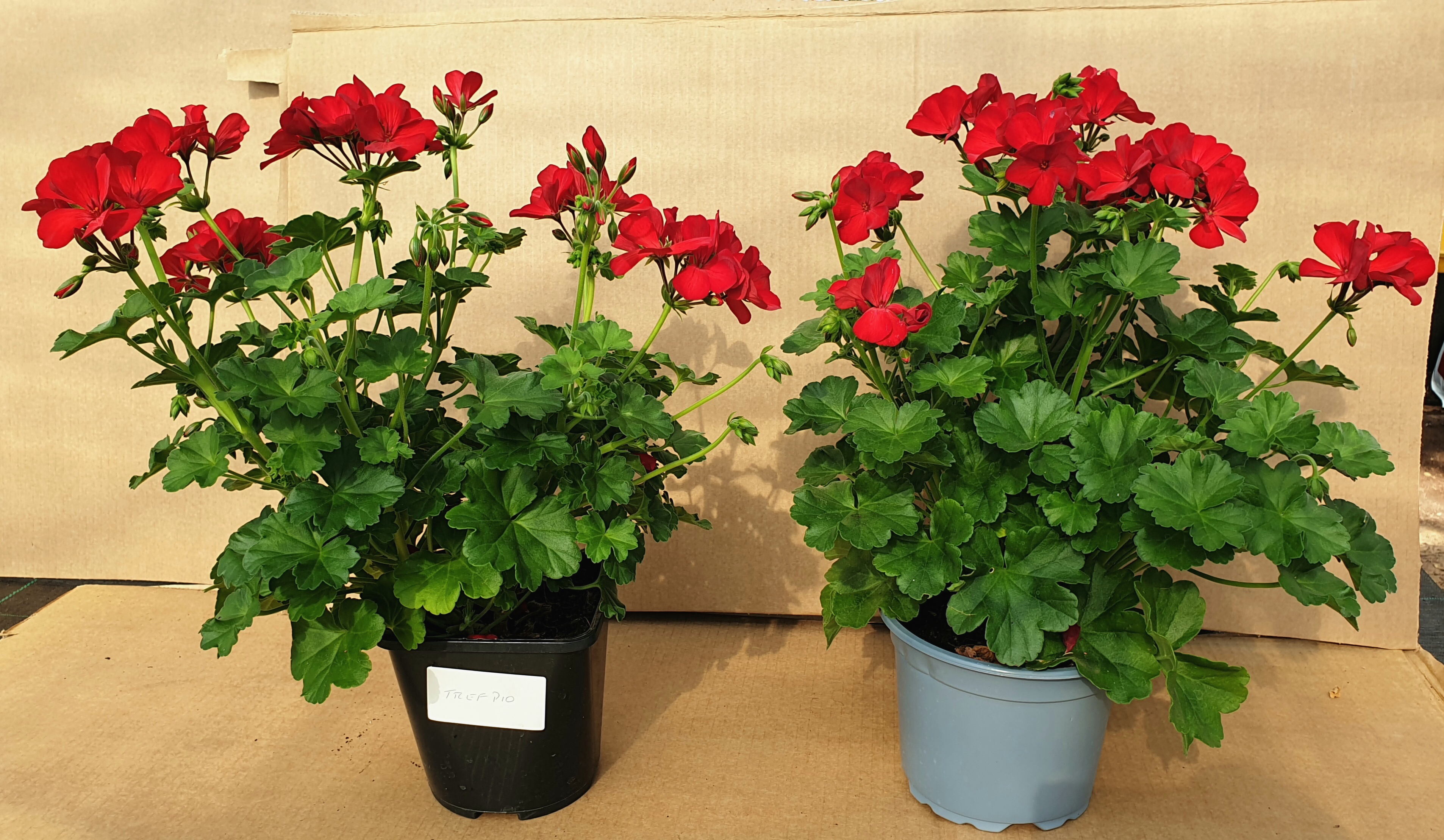 The black pot on the left in image 2 shows the end result of Trial One using the Jiffy Peat Free general-purpose mix with added DCM fertiliser. The grey pot on the right shows the growth using traditional peat-based growing medium.