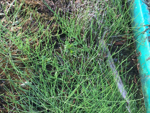 Glufosinate Ammonium change in legislation