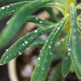 Q&A with Ant Surrage and Dr. Joshua Burnstone