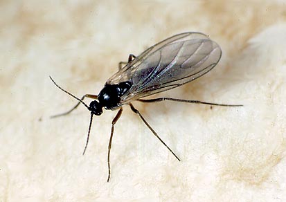 Sciarid Fly (Lycoriella Spp.) (40873)