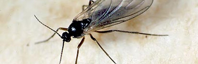Sciarid Fly (Lycoriella Spp.) (40873)