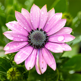 Taegro's mode of action and technical details