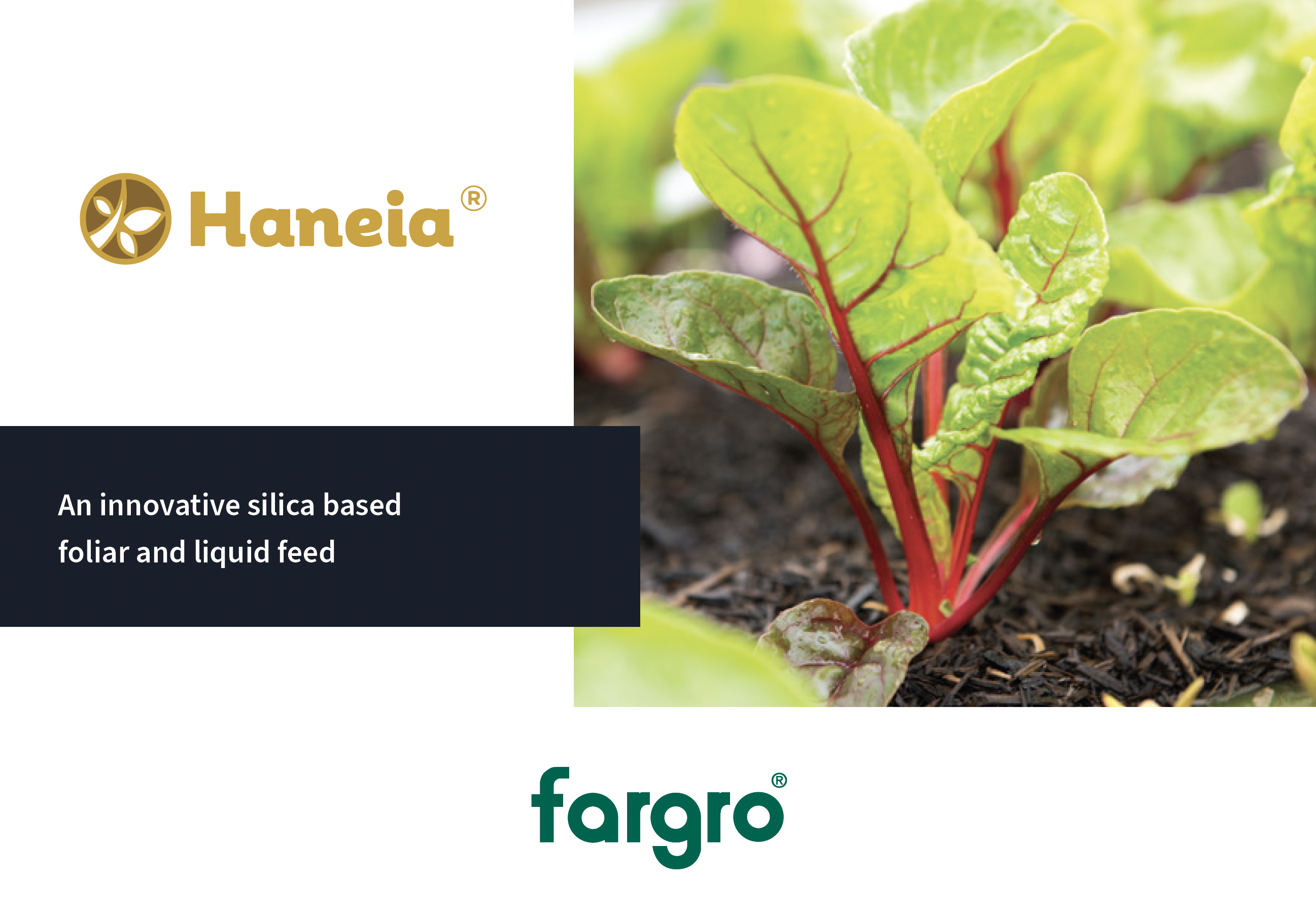 Haneia Information Booklet