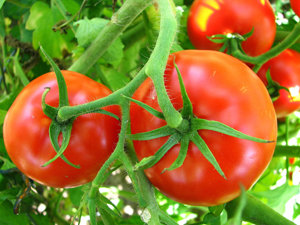 The use and development of effective biocontrol methods protects UK tomato crops
