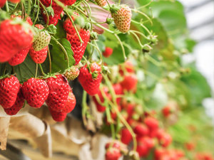 Developments in bio-controls for fresh produce market