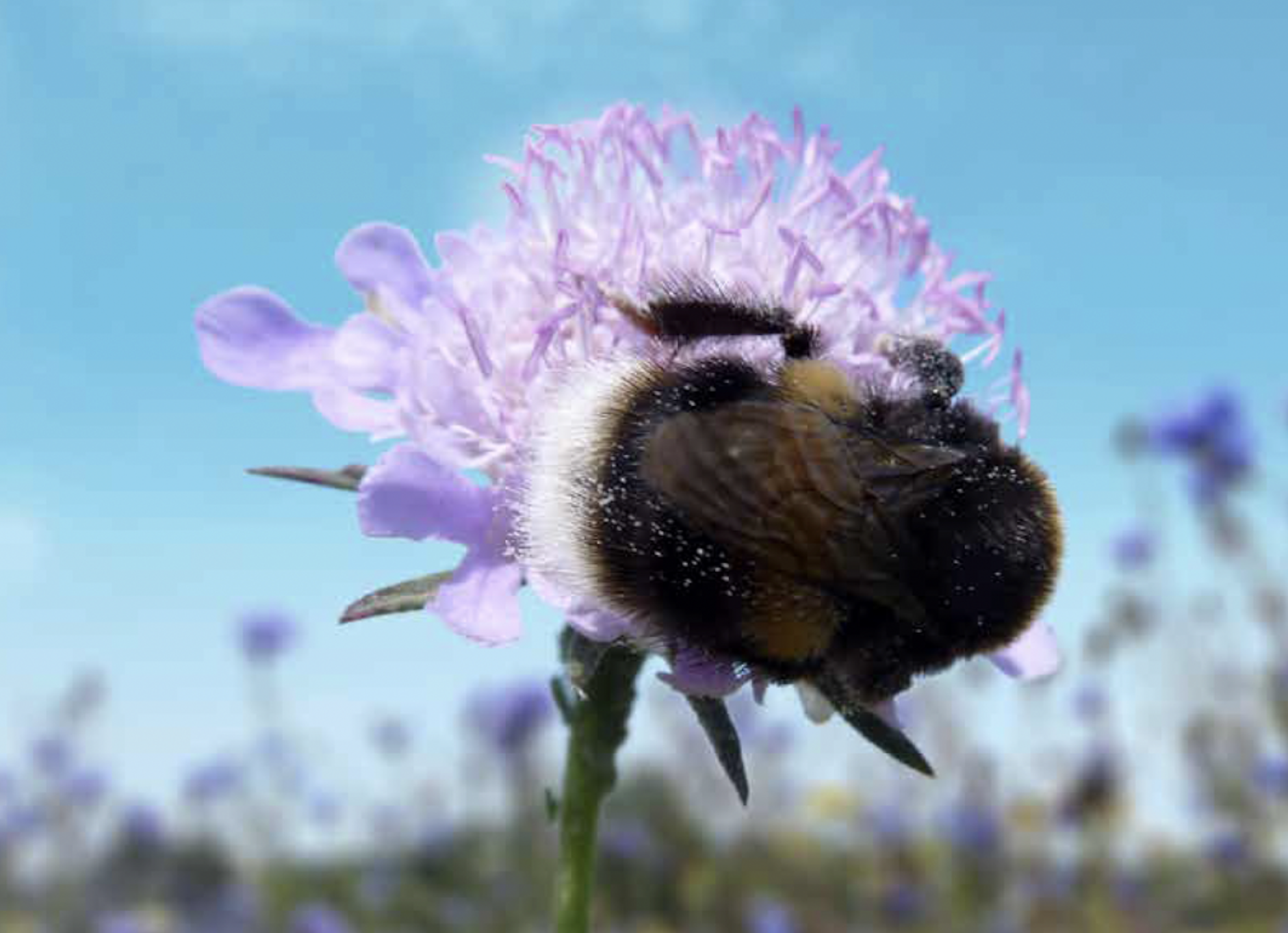 Legislation Update: What is the new Biodiversity legislation and what does it mean for new developments?