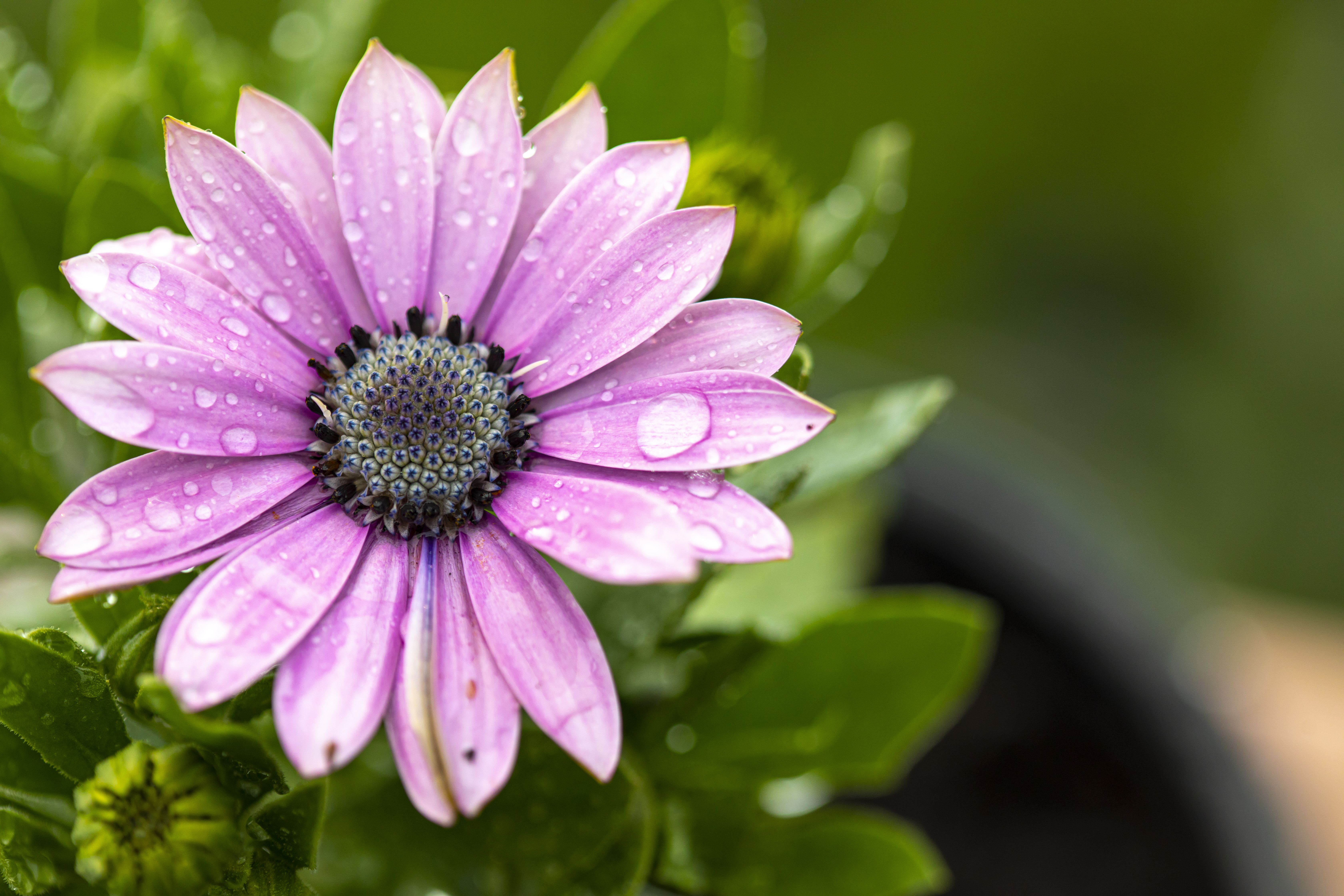 Romeo: the key to controlling foliar fungal diseases