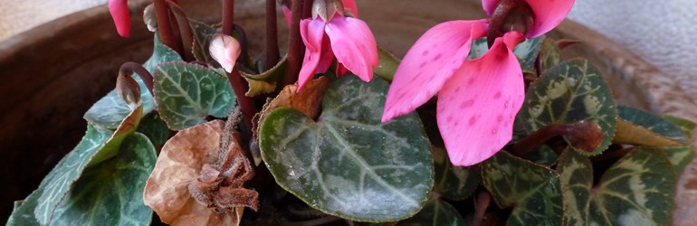 Botrytis On Cyclamen With Ghost Spotting