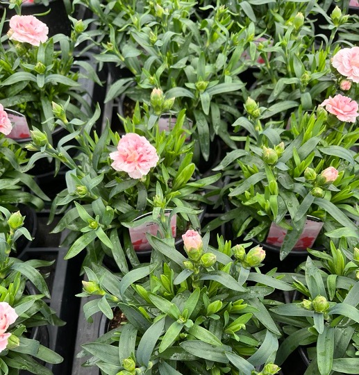 Watch Jack's presentation on holistic approaches to plant disease management