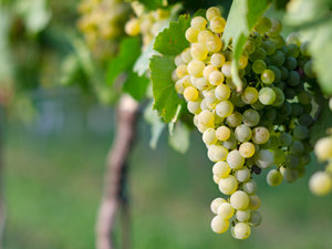 Novel products for disease control in the vineyard