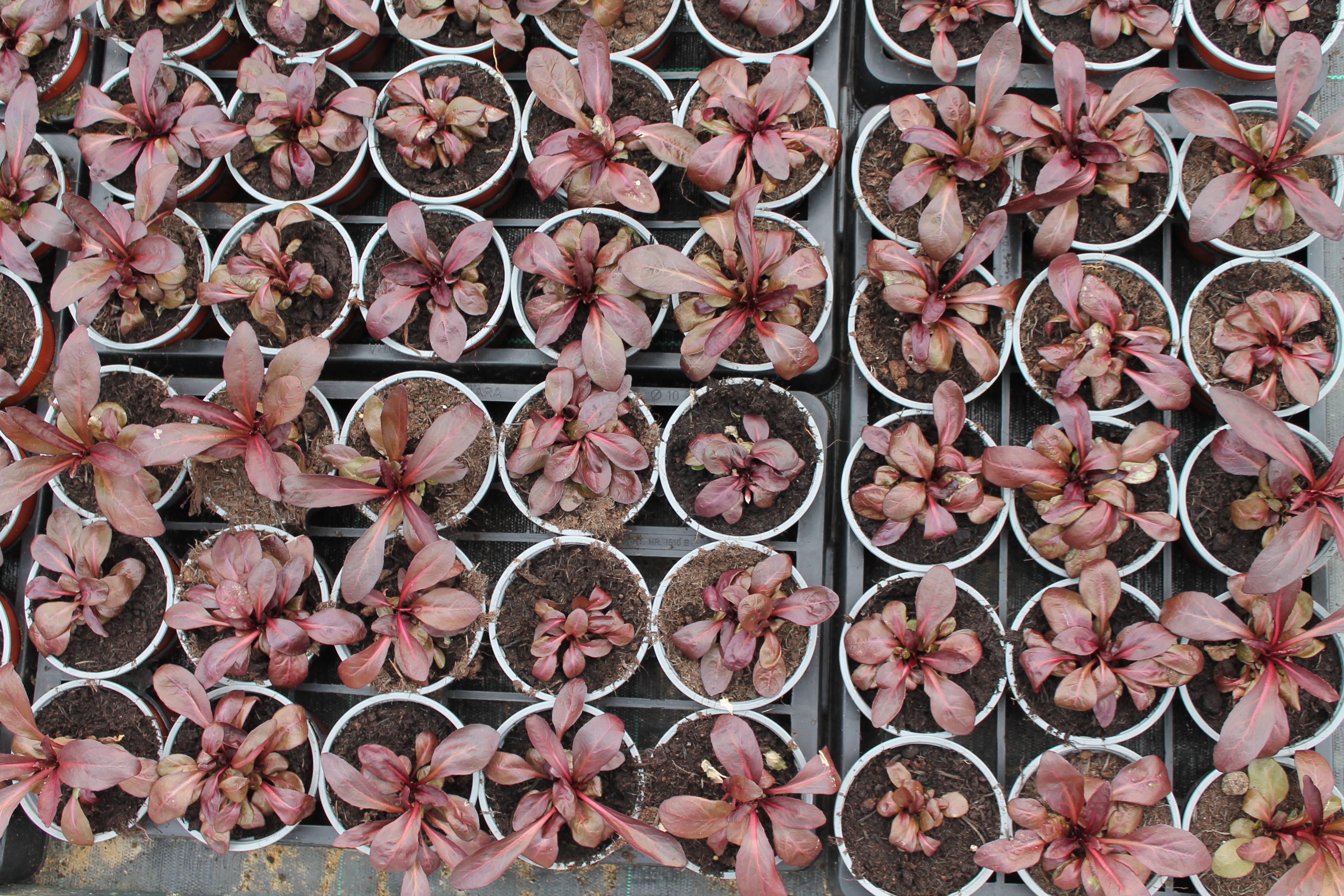 Types of fertilisers used when growing in peat-free