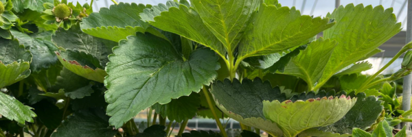 Presentation: The Holistic Approach to Plant Disease Control