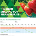 The Right Shading for Strawberries