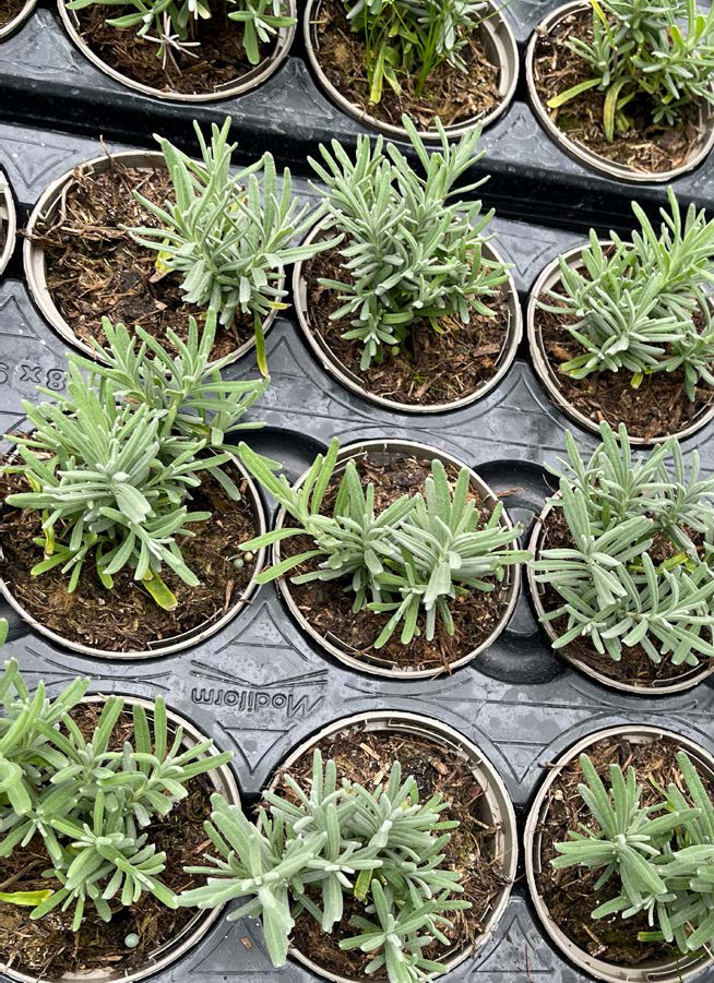 Holistic Growing Programmes