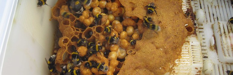 Bee Hive Internal