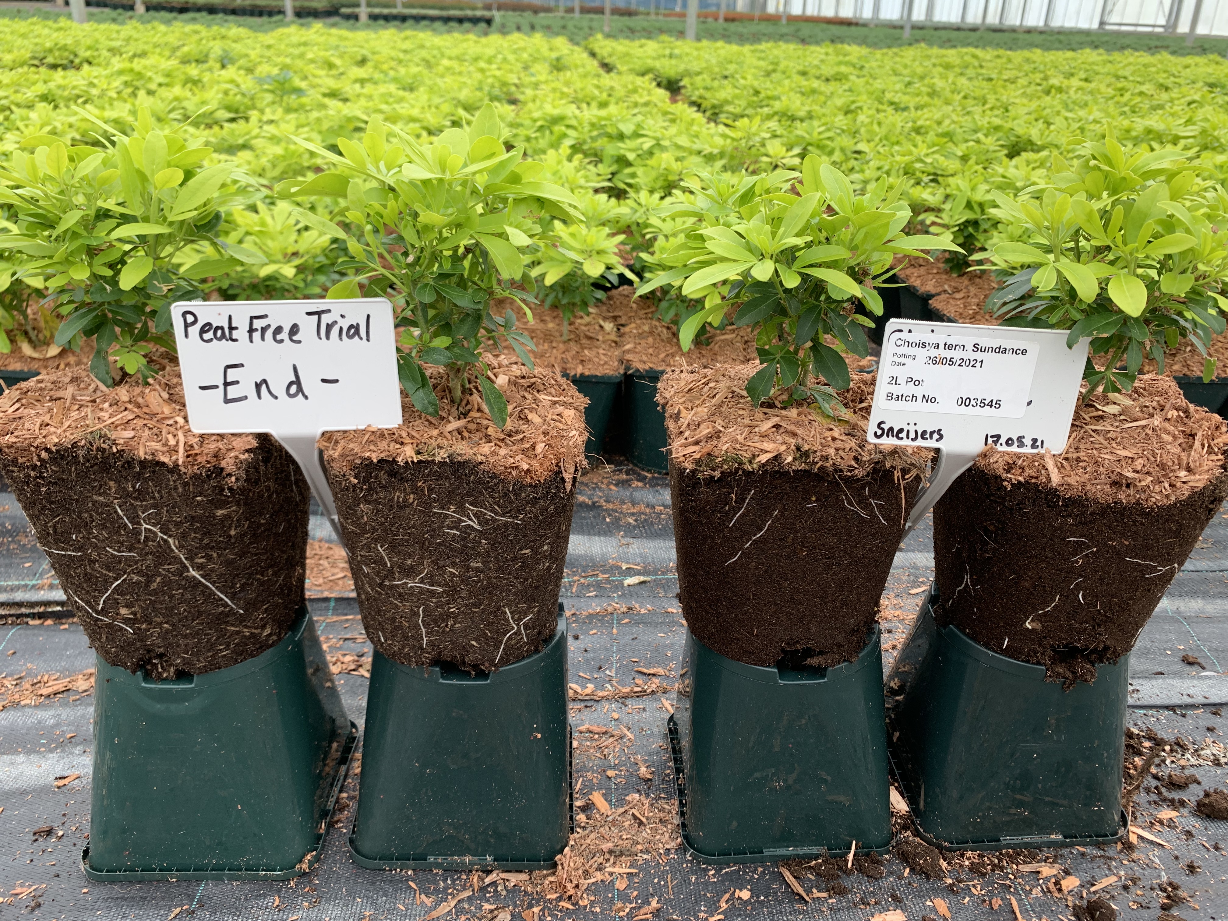 Image shows the peat free trail after 4 weeks compared to the traditional peat based growing medium, the results show the root development side by side with both mixes. 