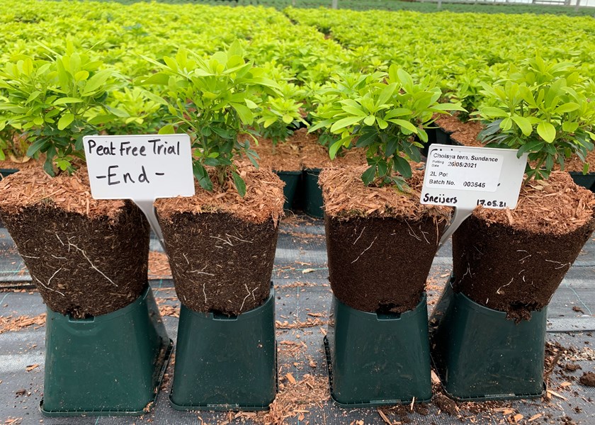 Image shows the peat free trail after 4 weeks compared to the traditional peat based growing medium, the results show the root development side by side with both mixes. 