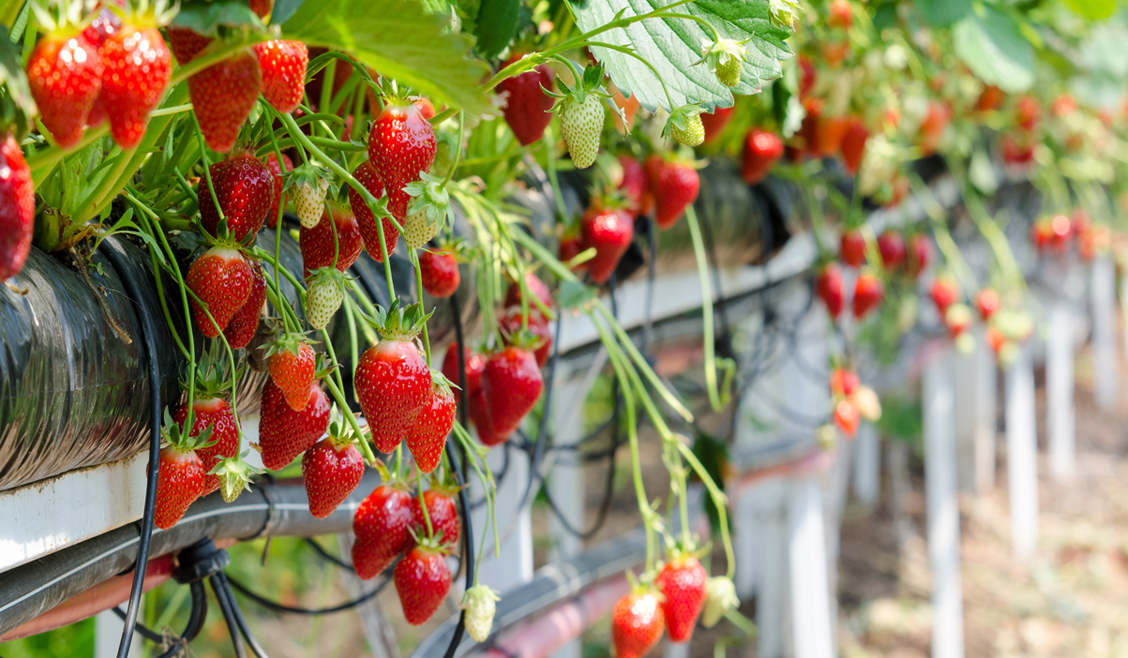 Strawberry Graphic 3