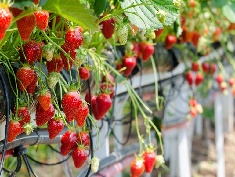 Strawberry Graphic 3