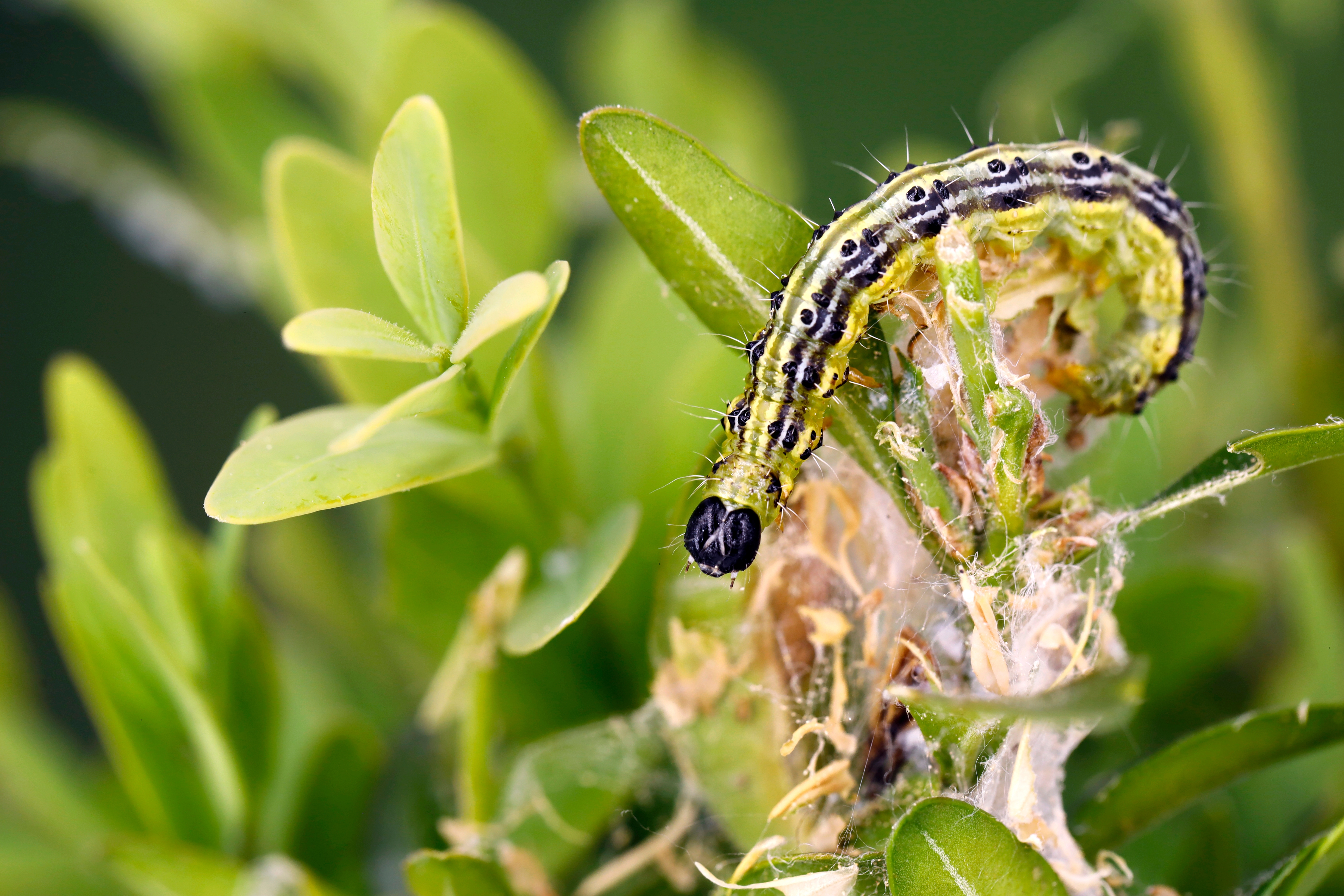 Box T Pro Press Flyer