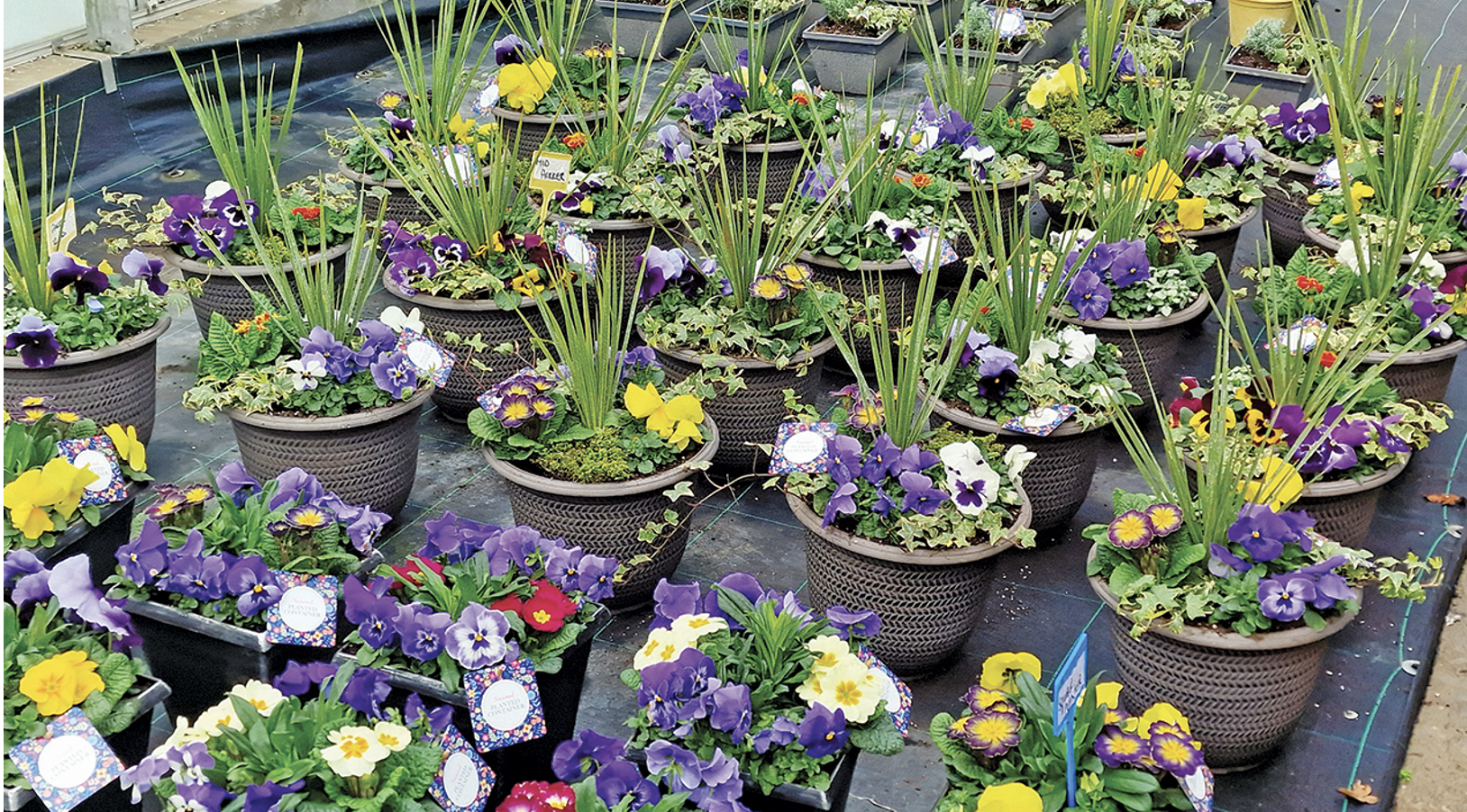 Bryants Nurseries uses carefully adjusted peat-free mixes to grow high-quality plants - credit all images: Tom Hunt