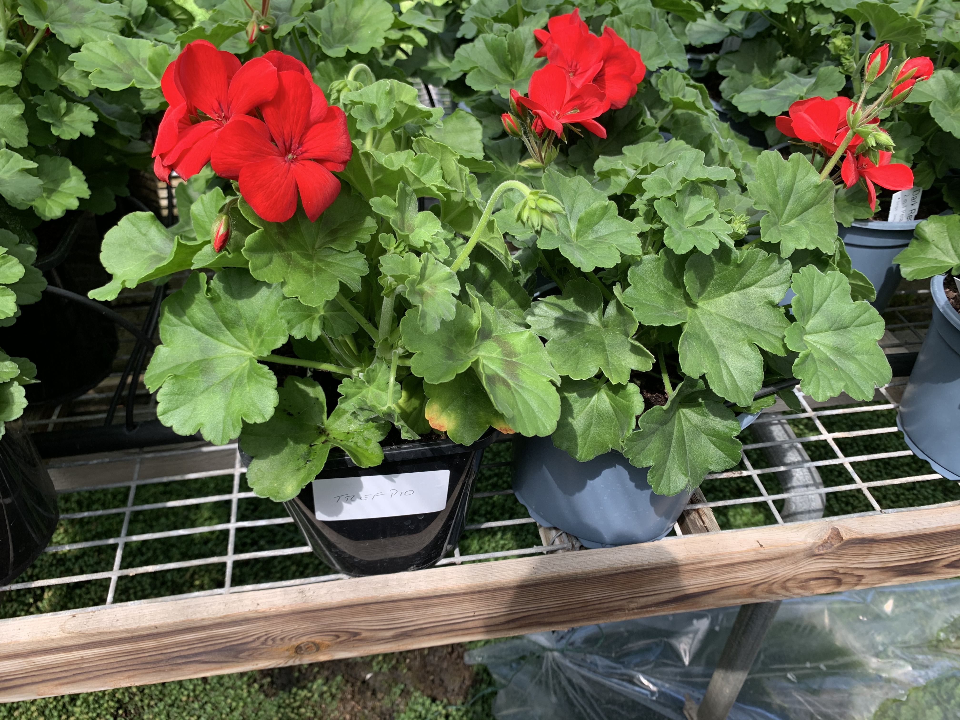 The plants from the peat-free mix shows that we created the same result in the first 8 weeks as the peat mix plant. So we can conclude that during the 8 weeks the peat free mix needed extra nutrition in the mix (which came from the DCM) to product the same quality.