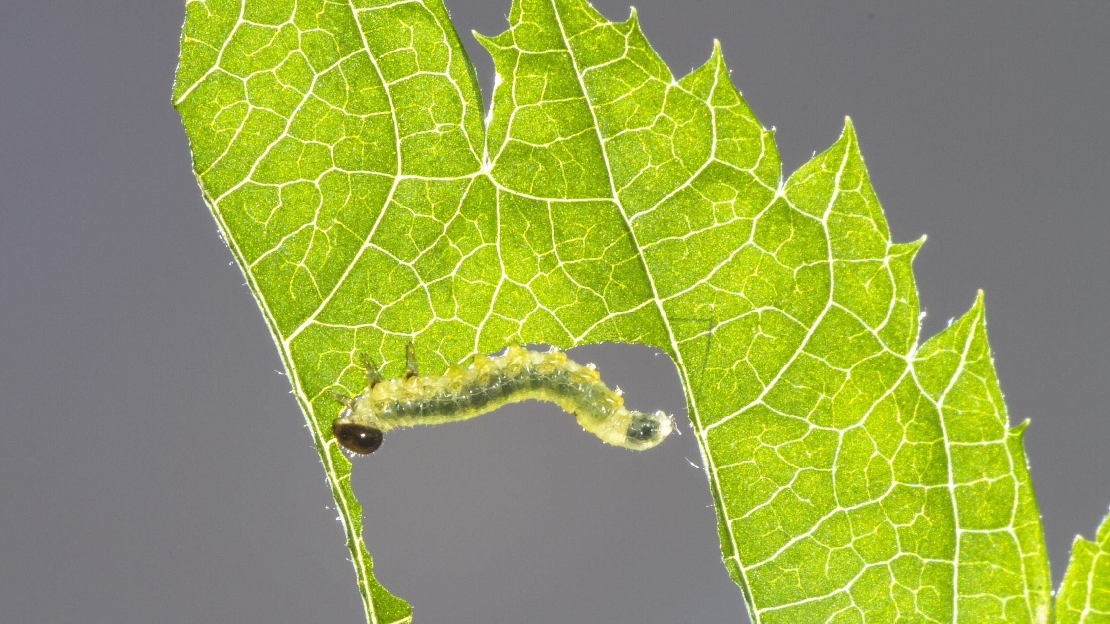 Caterpillar