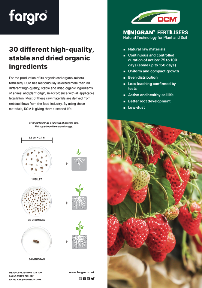 DCM Strawberry Flyer