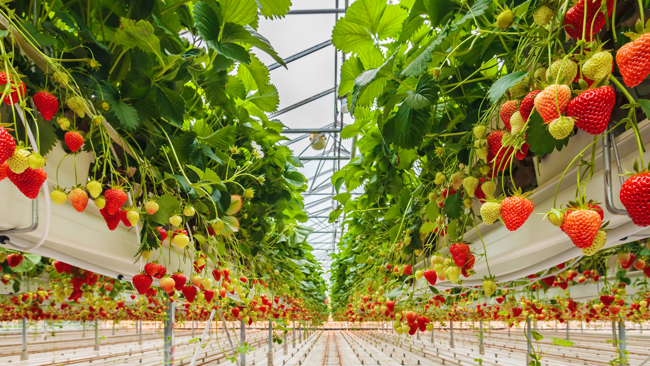 Strawberries In Greenhouse