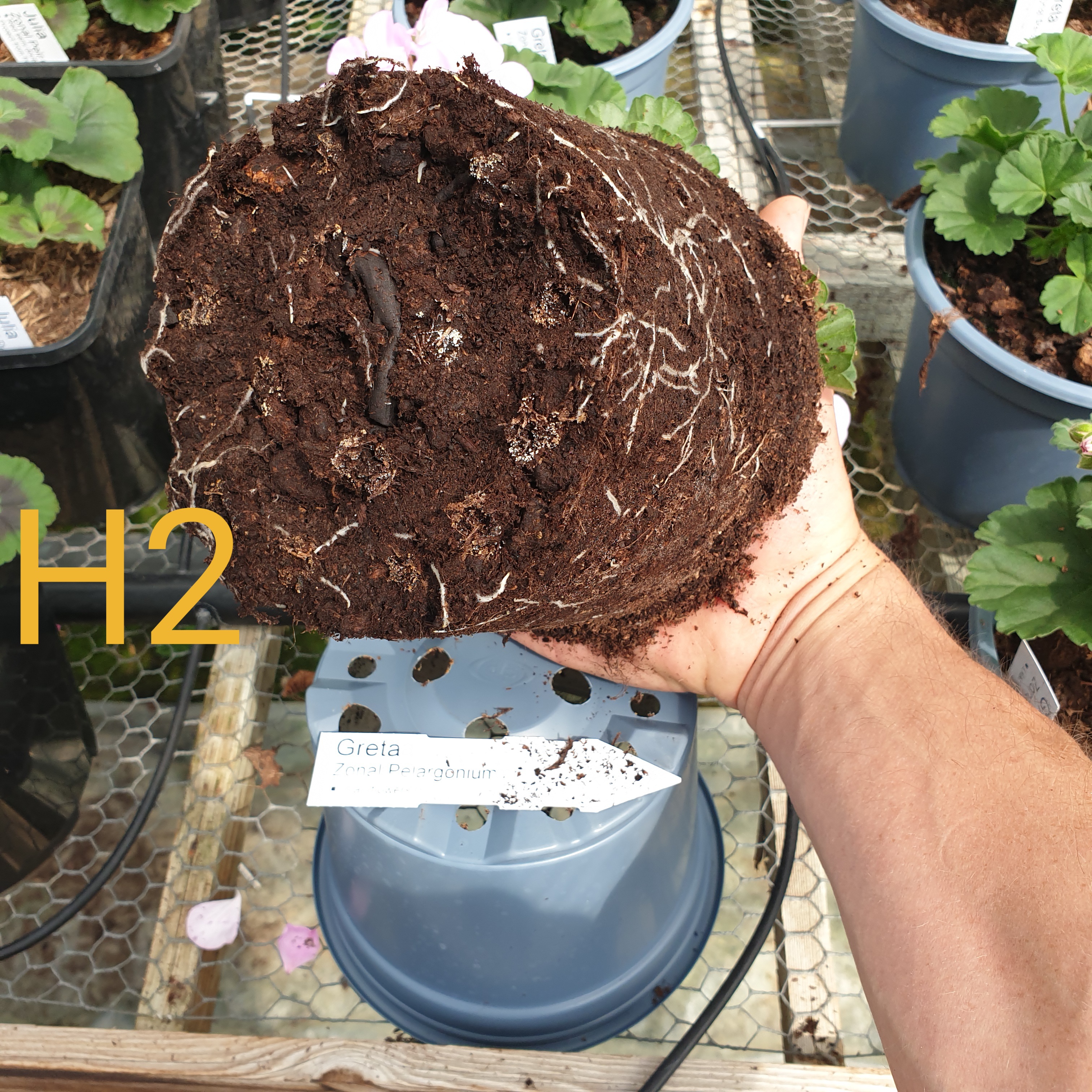 Image 10: Peat-based mix