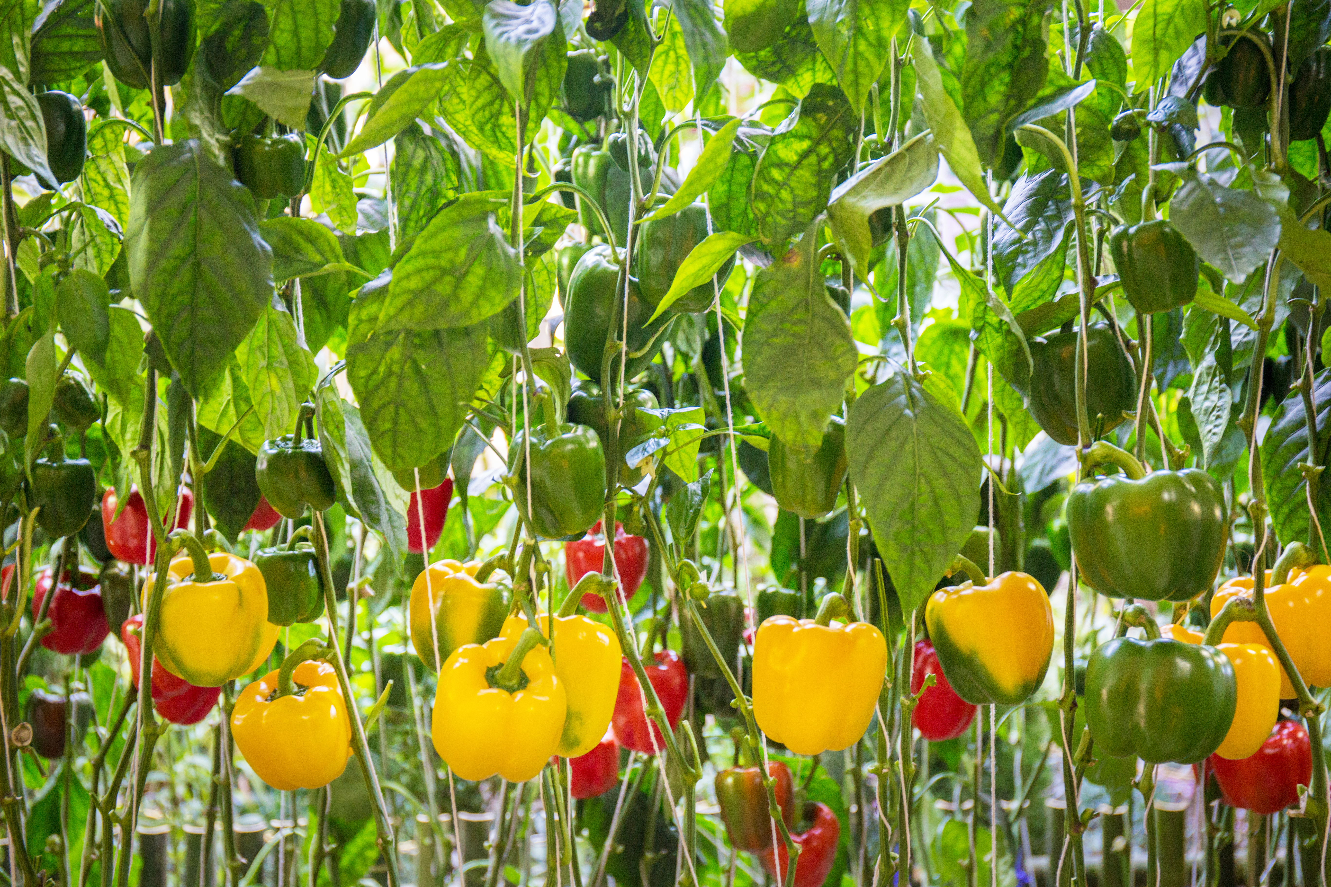 A new cutting-edge biofungicide hits the market: T34 Biocontrol