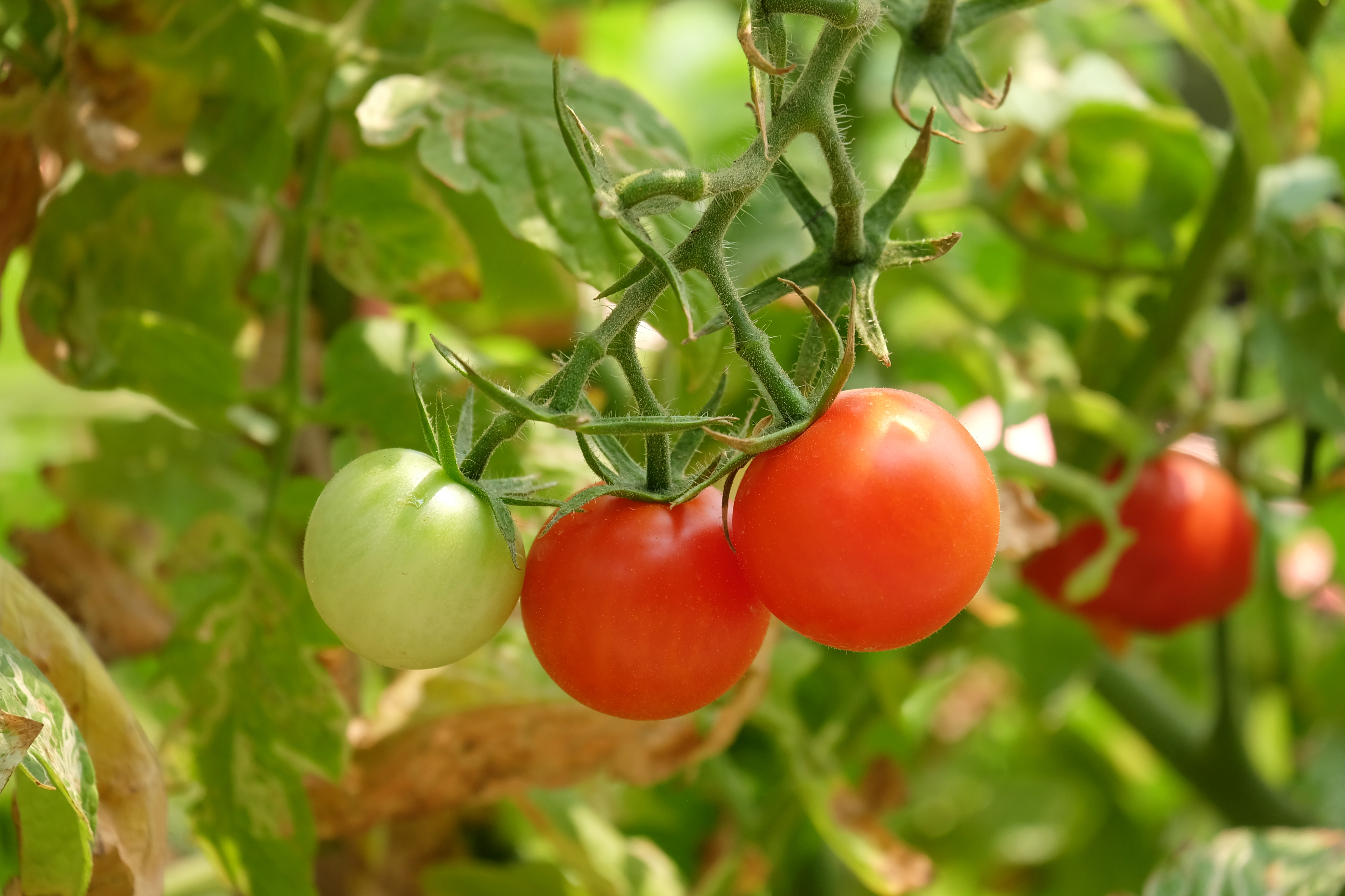 Isonet T is a new mating disruption system for use in IPM