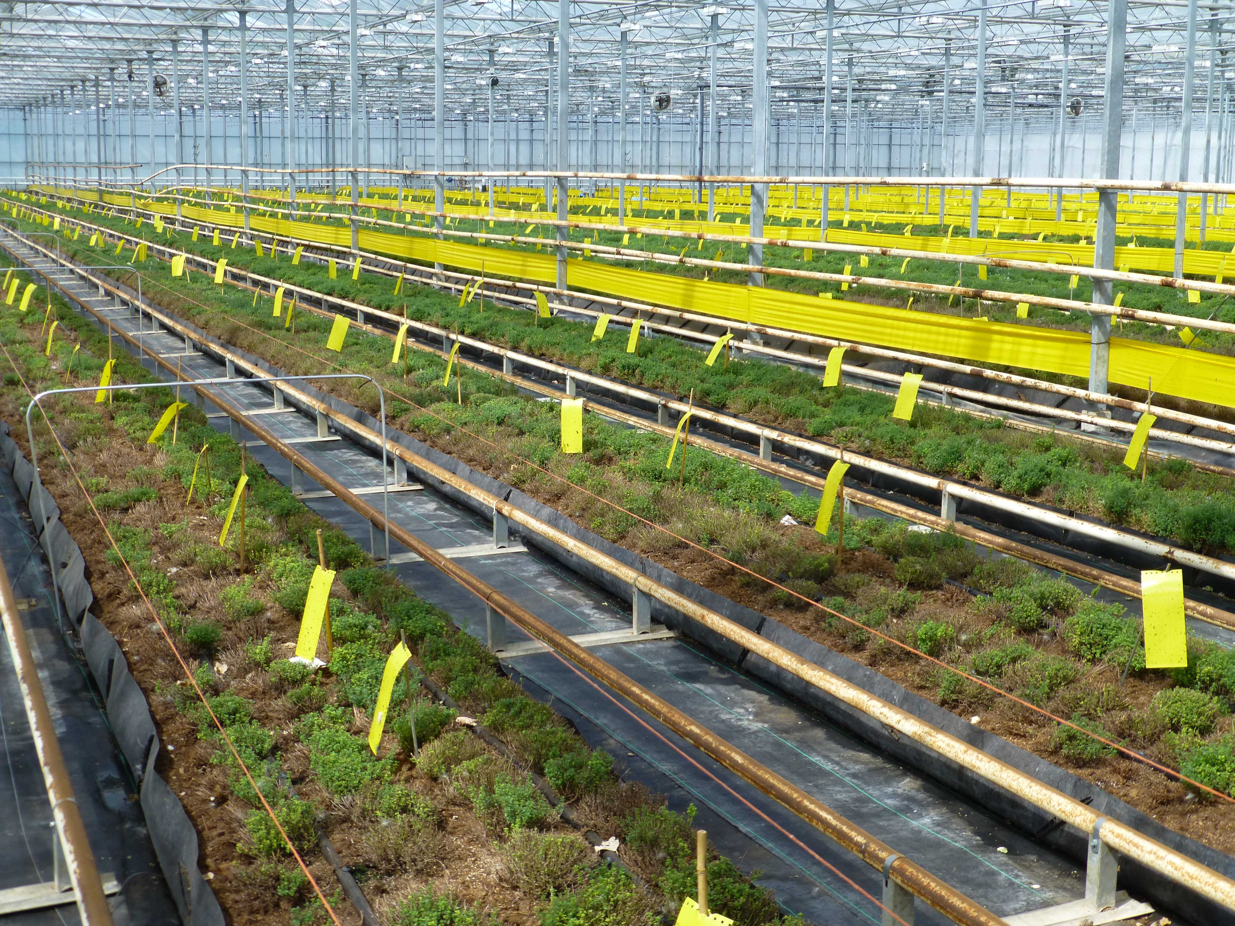 Sticky Traps Mass Trapping Herbs 2