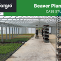 Beaver Plants: Case Study
