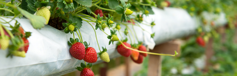 Berry