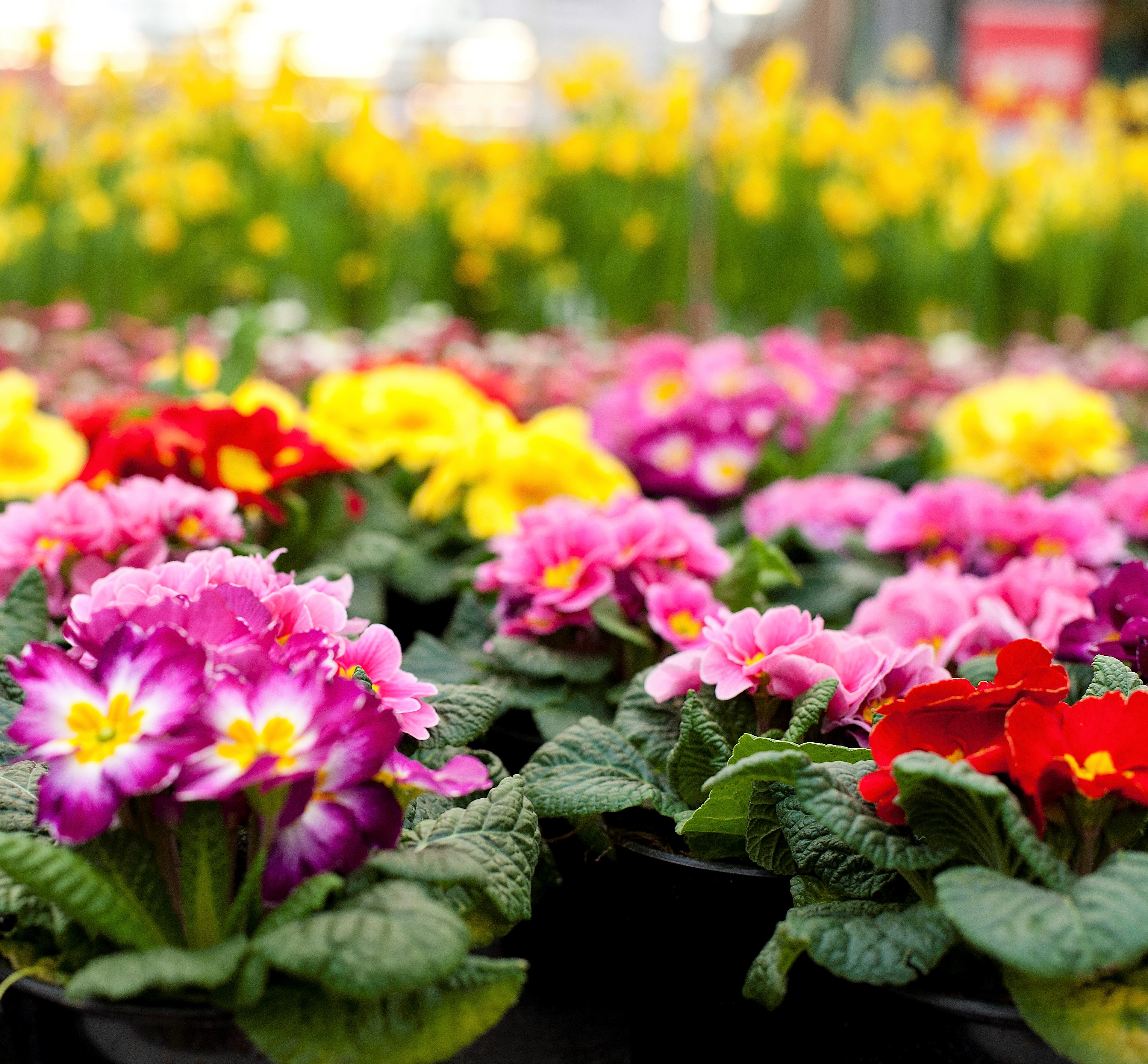 Sequoia, developed globally for pest control in a range of crops