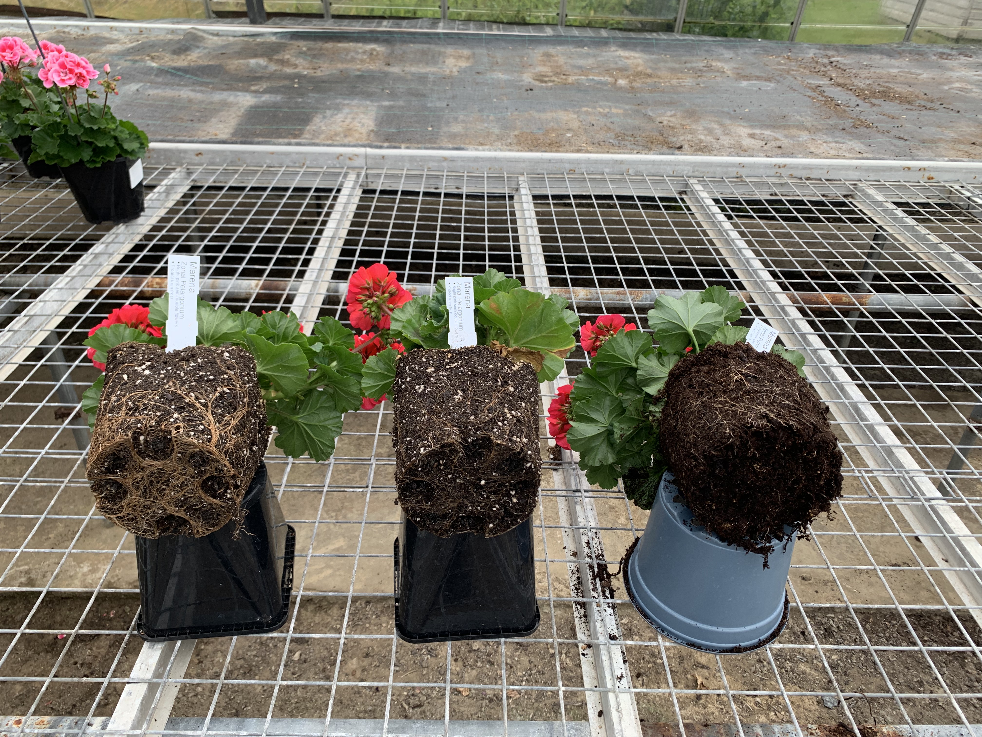 The Pelargonium on the left is Jiffy Peat free General Mix with DCM added week 26
