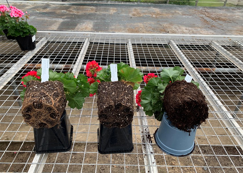 The Pelargonium on the left is Jiffy Peat free General Mix with DCM added week 26