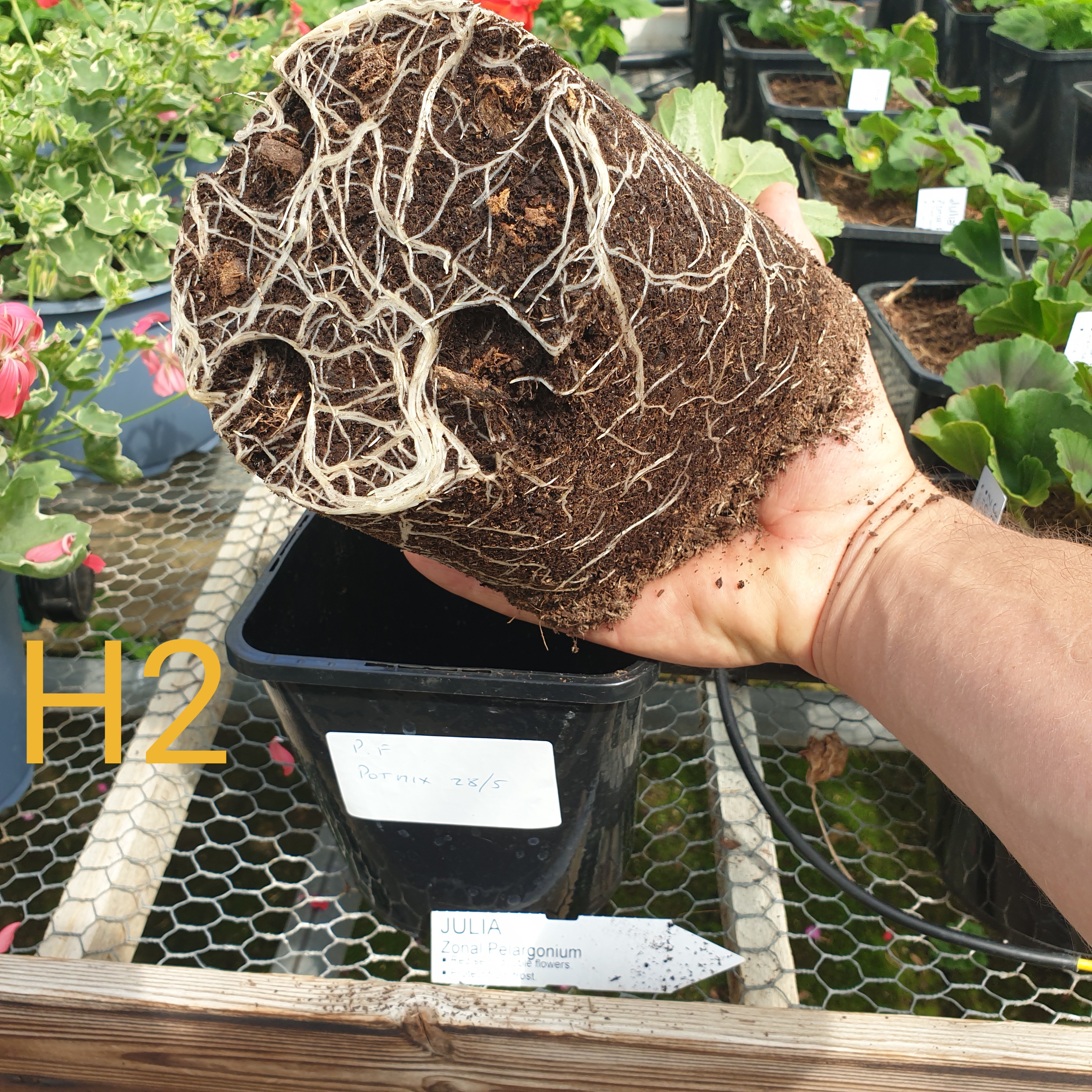 Image 11: Peat-free mix