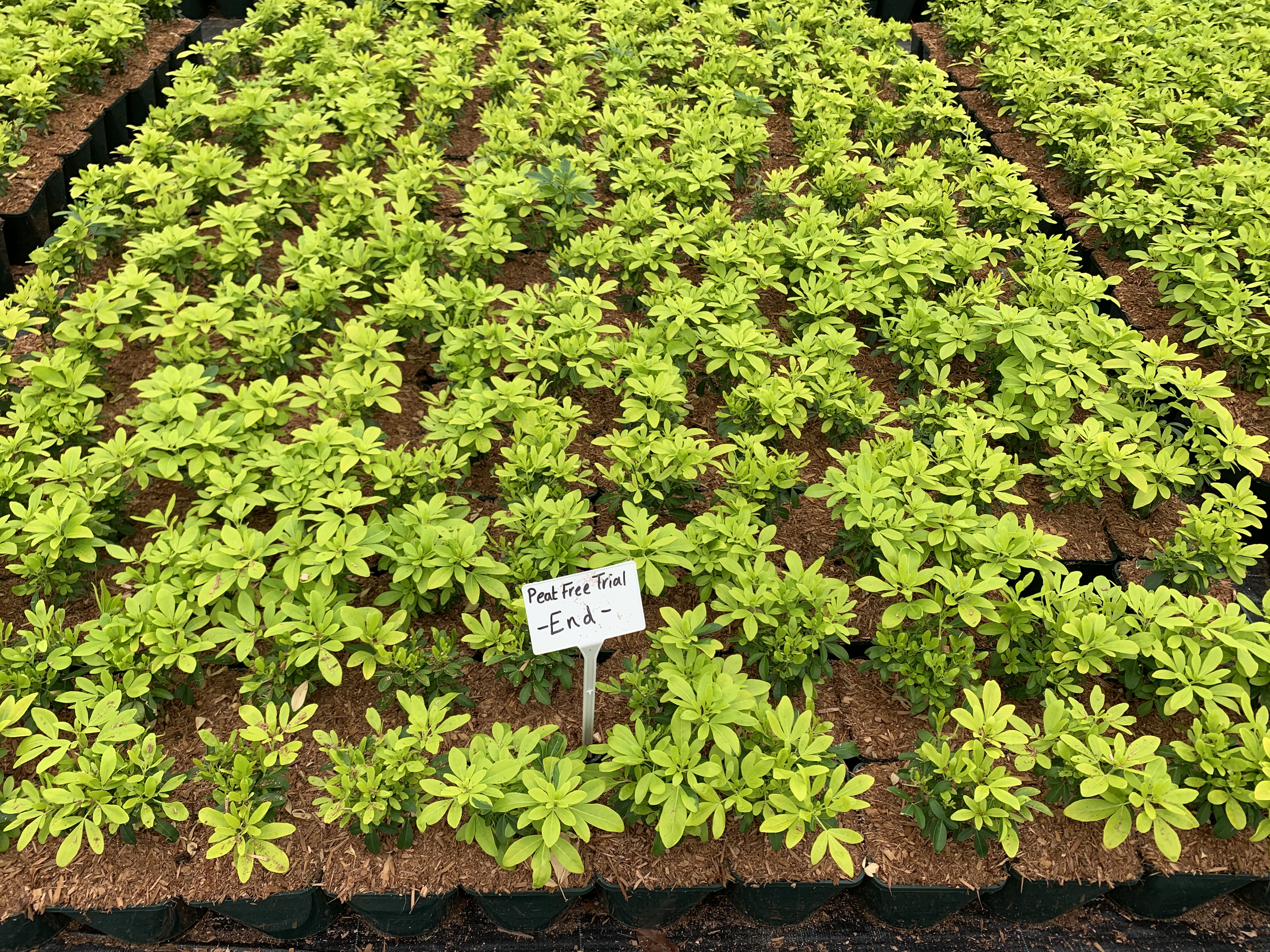 Image shows the final results of the first peat-free trial, showing a healthy uniform crop.
