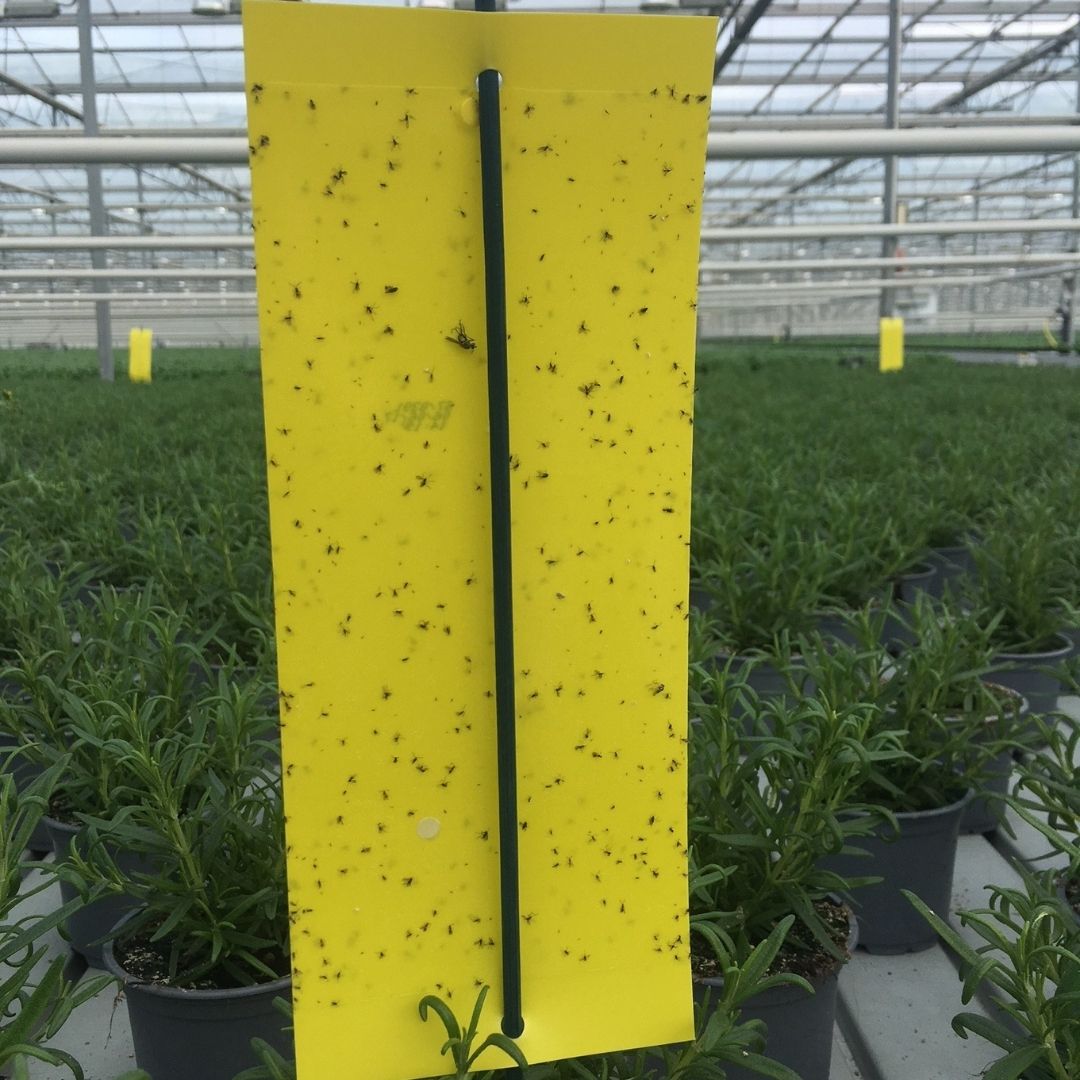 Easistick sticky traps