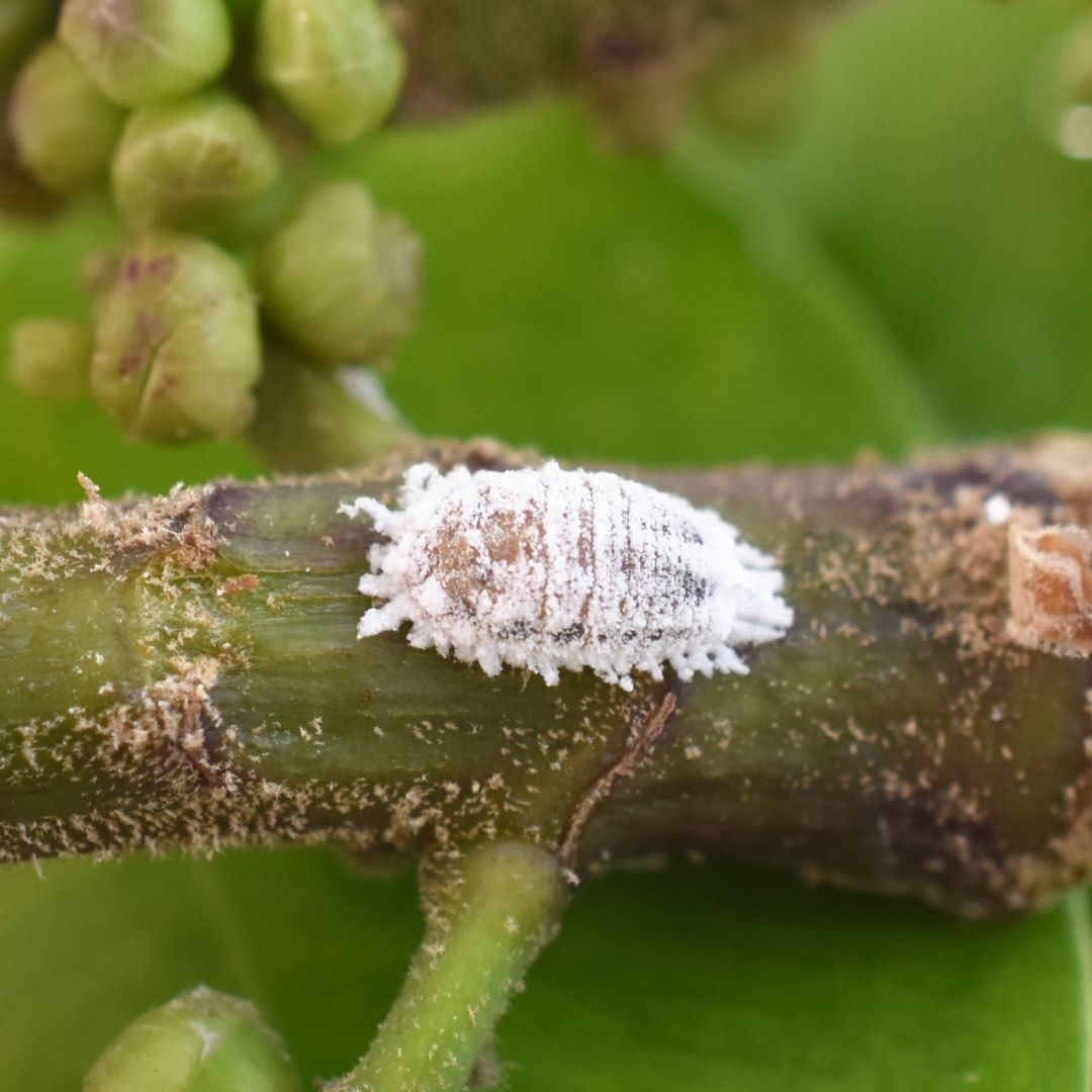 Managing mealybugs