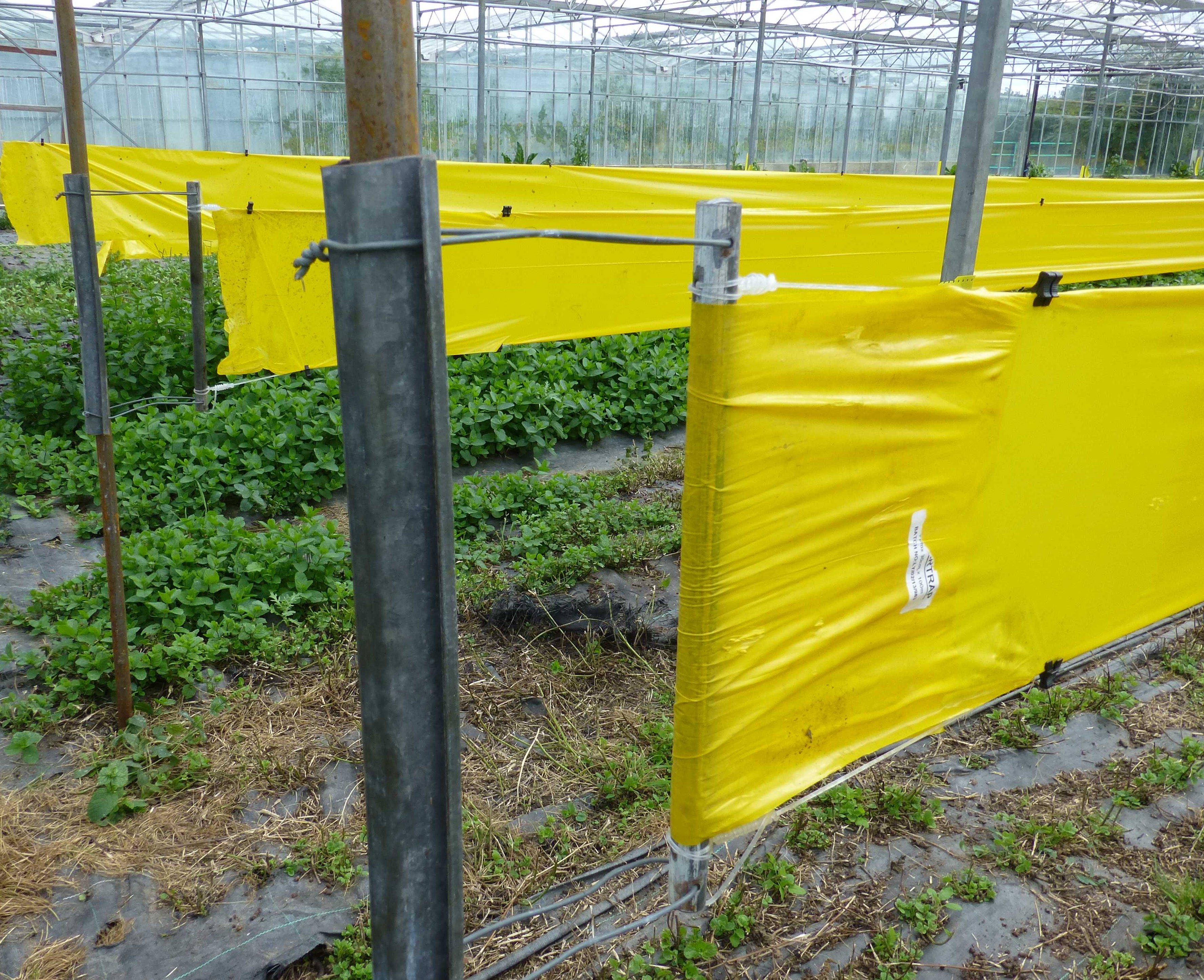 Optiroll roller traps